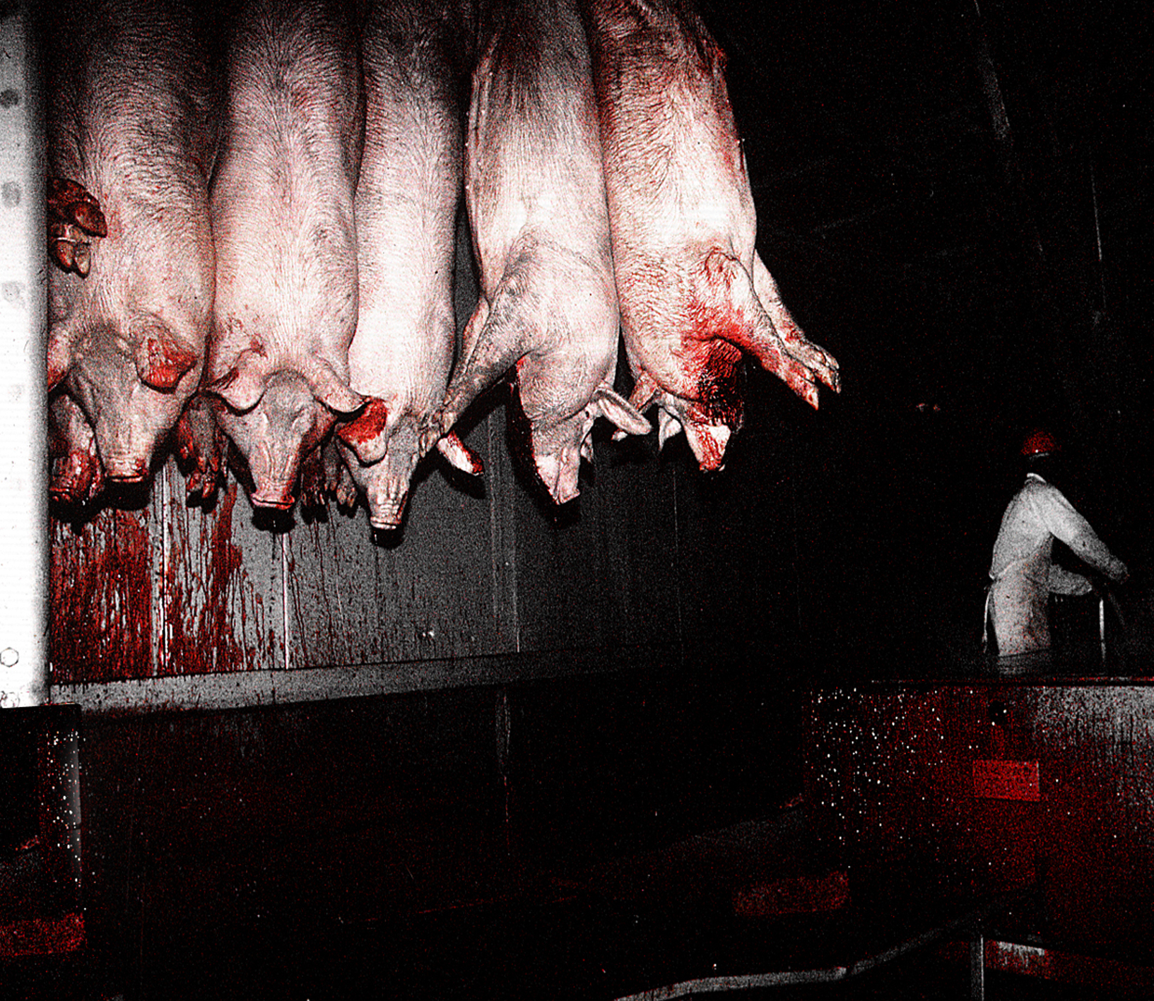 Photo abattoir 6
